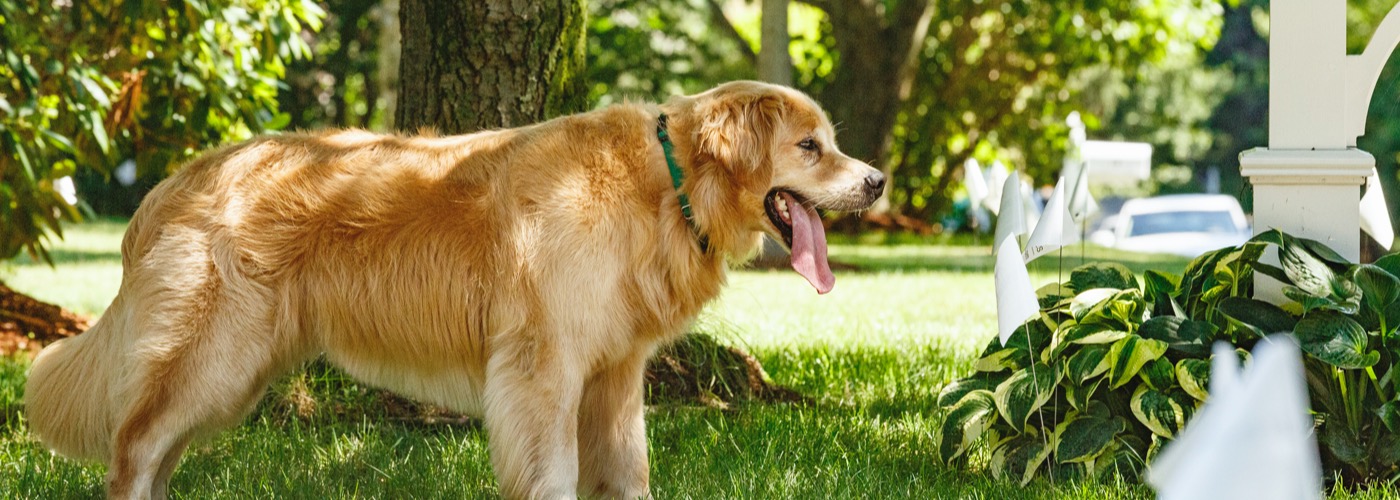 DogWatch of Central Ontario, Port Sydney, Ontario | Outdoor Hidden Dog Fences Slider Image