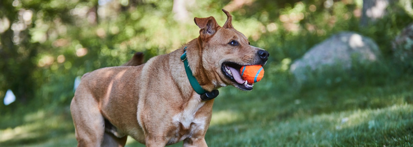 DogWatch of Central Ontario, Port Sydney, Ontario | ProFenceX Slider Image